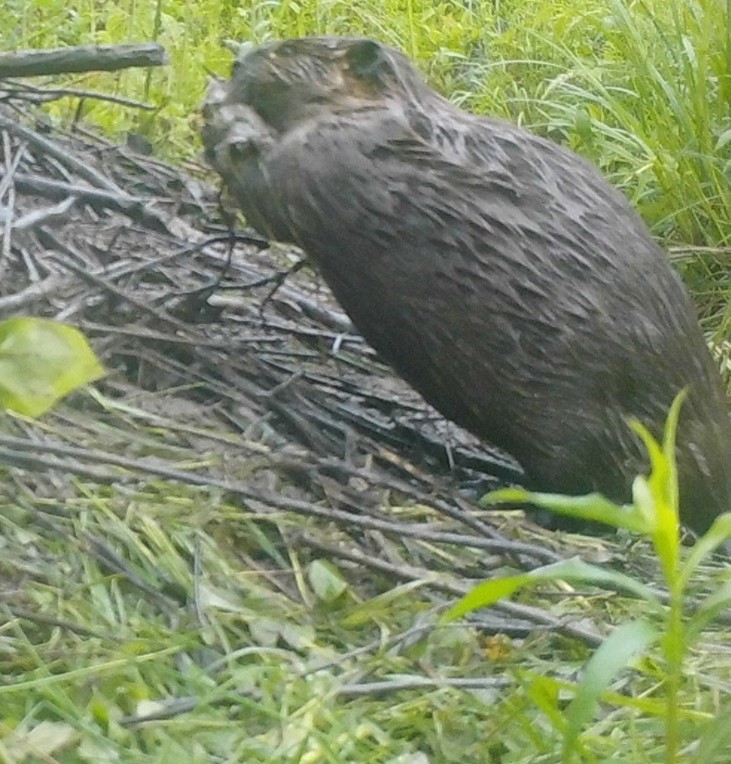 Exposing my beaver in my nasty homemade webcams